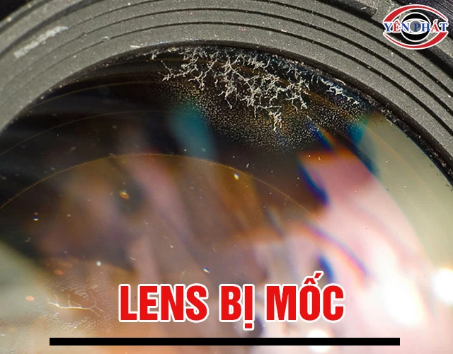 Lens bị mốc, Rễ tre: 6 Nguyên nhân & Cách xử lý triệt để